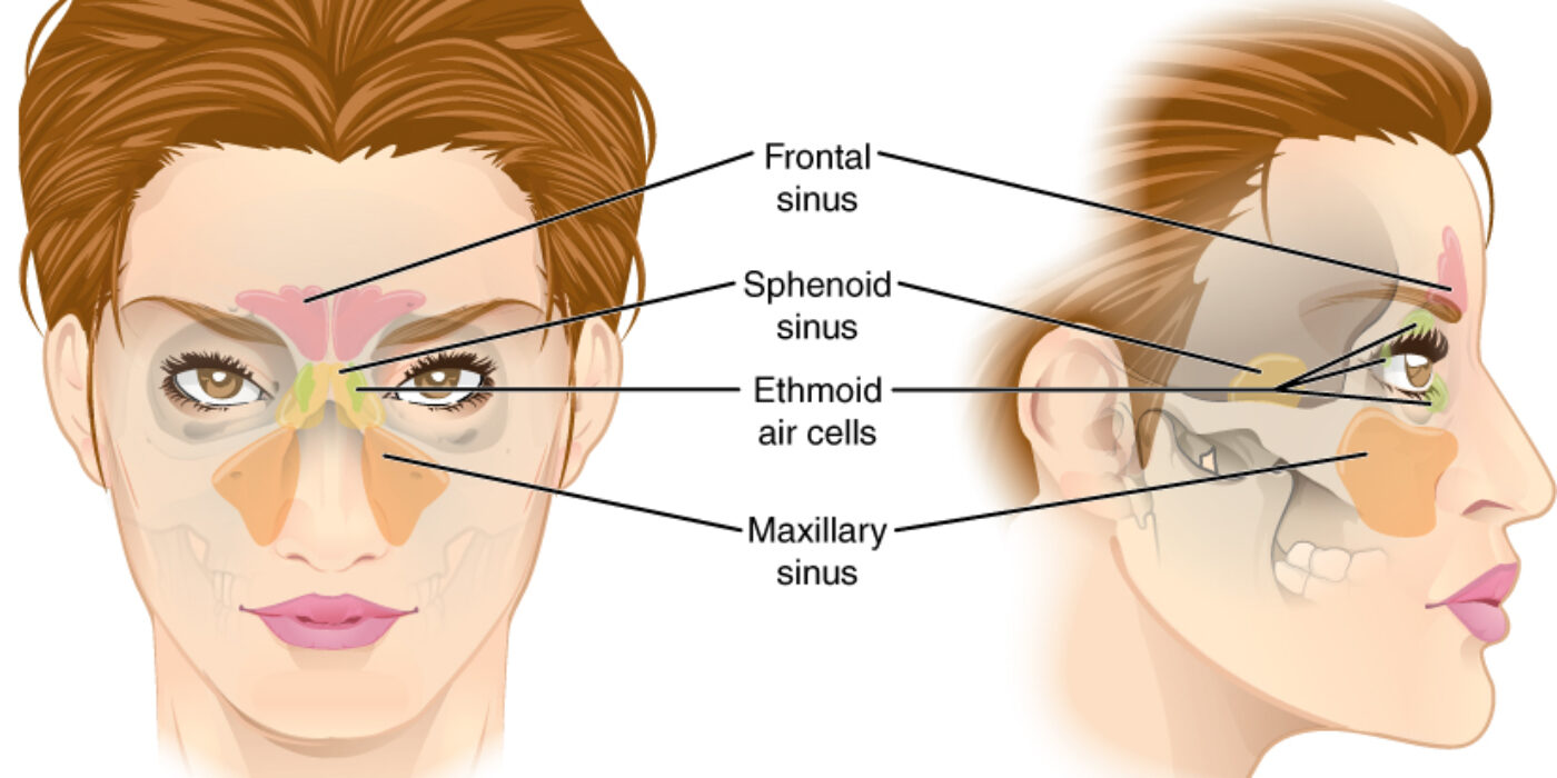 724_Paranasal_Sinuses