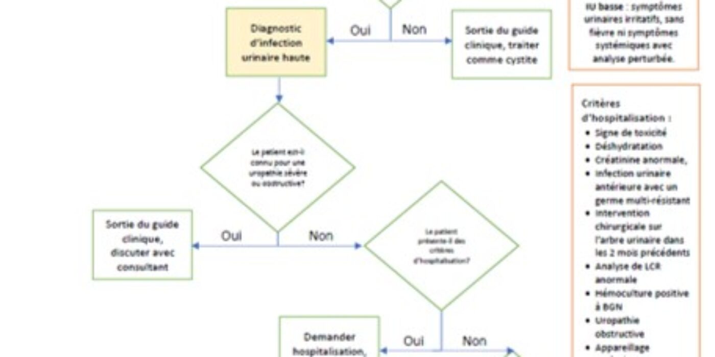 Algorithme prise en charge infection urinaire 20230111