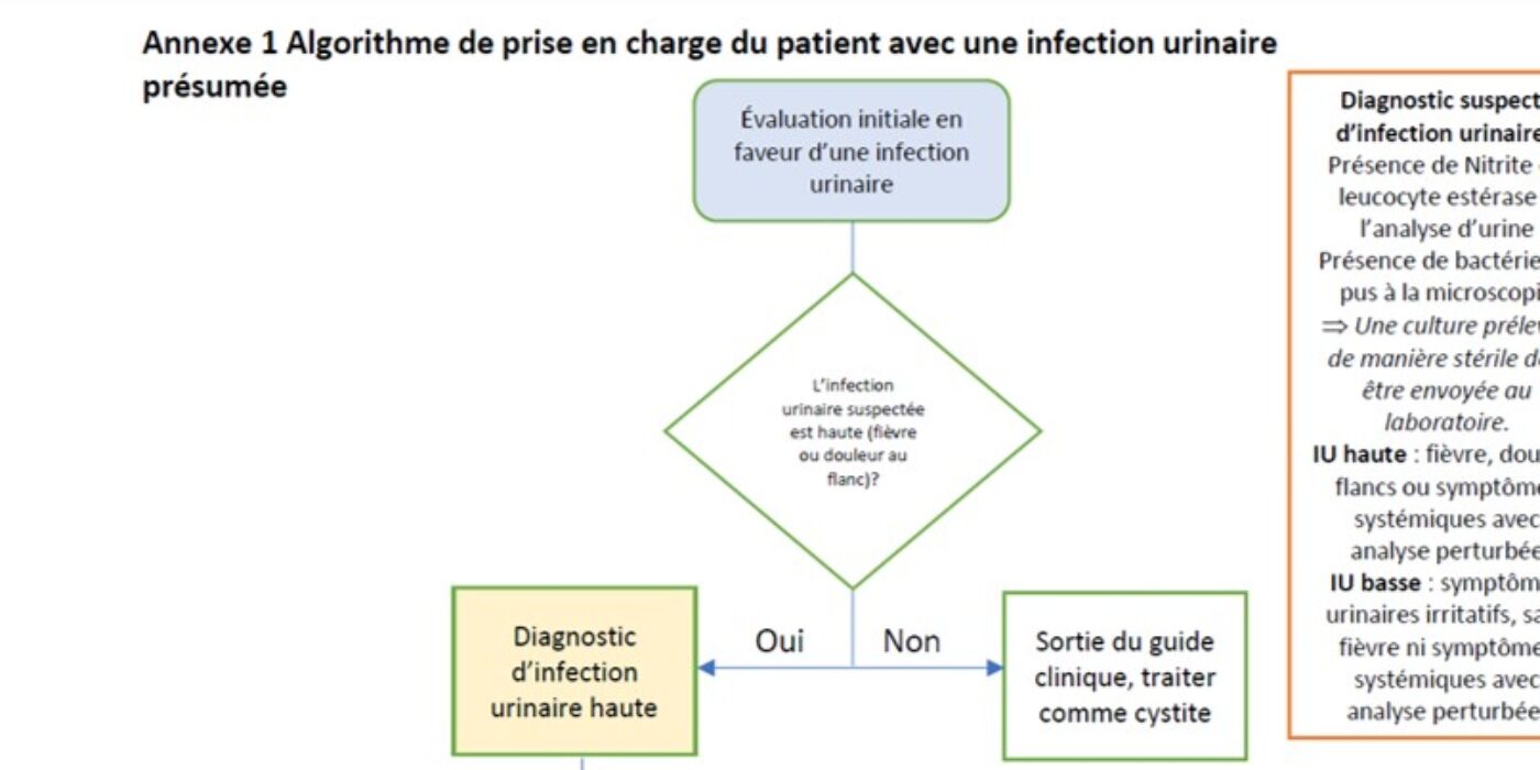 Algorithme prise en charge infection urinaire 20230111 partie 1