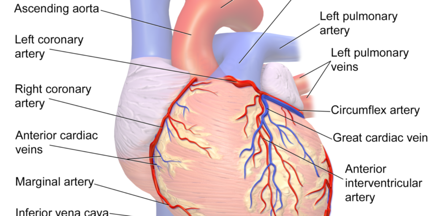 Blausen_0260_CoronaryVessels_Anterior