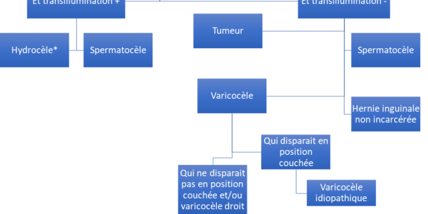 OEDEME Tuméfaction testiculaire