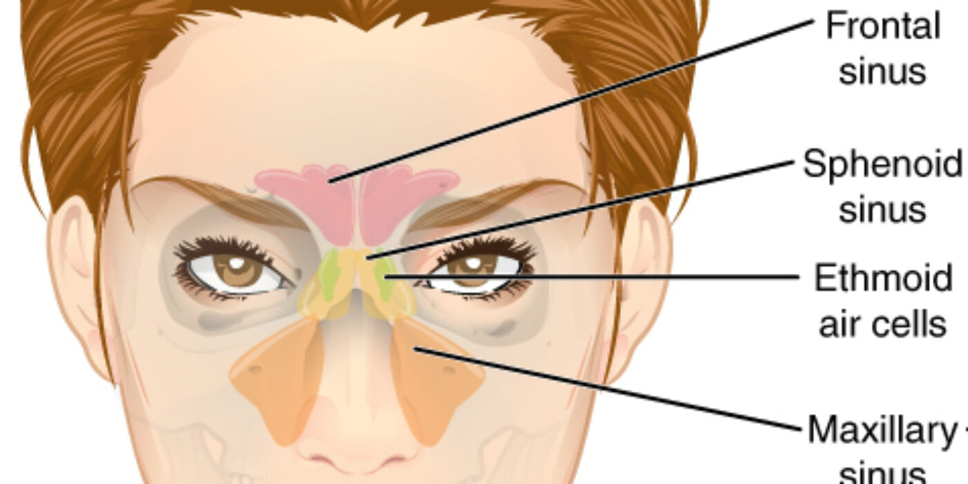 Paranasal_Sinuses_ant