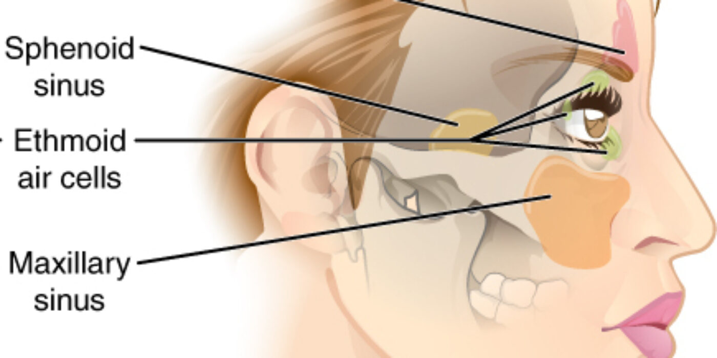 Paranasal_Sinuses_lat