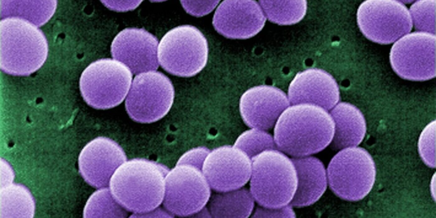 Staphylococcus_aureus_VISA_2