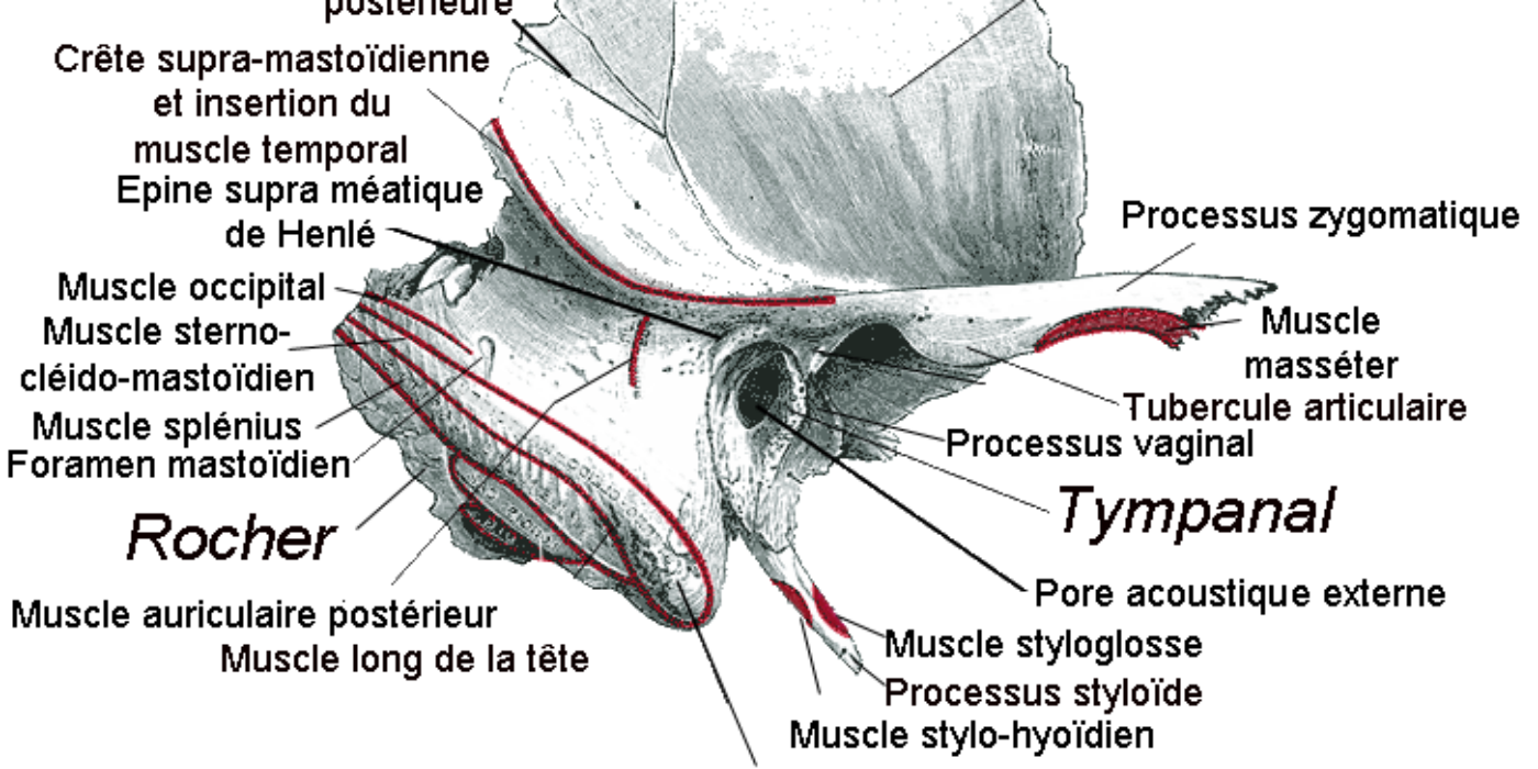 Temporal_droit Masto Wikimedia