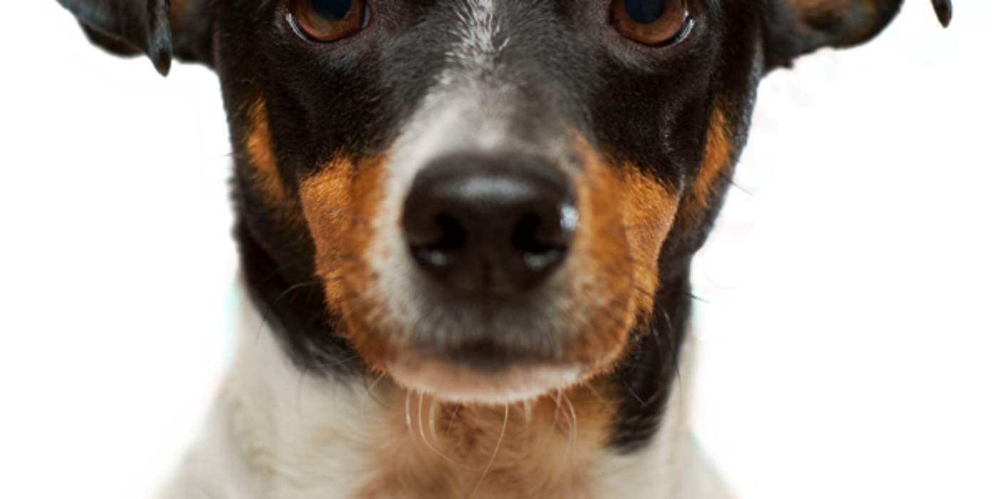 chien-header