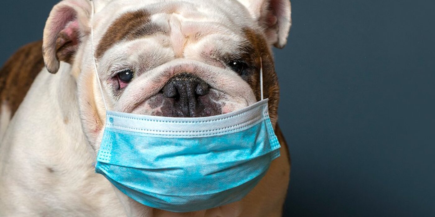 coronavirus-chien-masque-protection-maladie