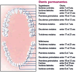dents permanente