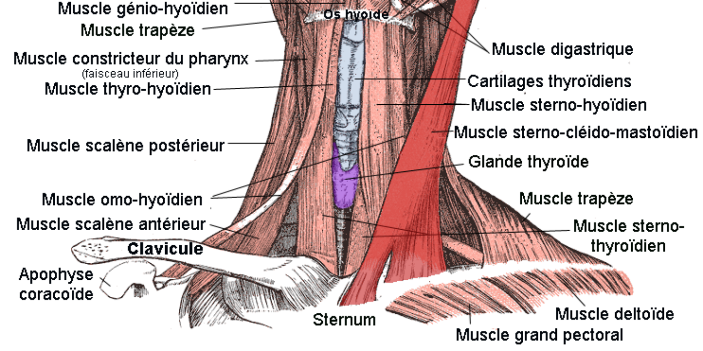 upload.wikimedia.org Muscle_sterno-cleido-mastoidien1